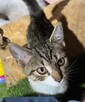 Biało bury młodziutki kocurek *Do Adopcji* - 4