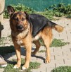 Bąsi - 2