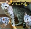 Srebrna młodziutka kotka *Do Adopcji* - 4