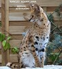serval afrykański kocieta - 5