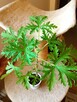 Geranium pachnące cytrynką - 9
