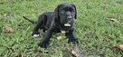 Suczka cane corso - 8