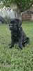 Suczka cane corso - 9