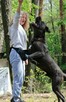 Suczka cane corso - 7