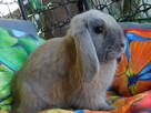 Bezowe baranki mini lop - 5