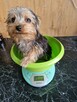 Yorkshire Terrier!!! PIESEK 1,1 kg - 5