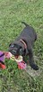 Suczka cane corso - 2