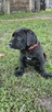 Suczka cane corso - 3