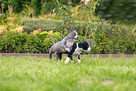 Wolne szczenięta rasy American Staffordshire Terrier w hodow - 6