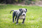 Wolne szczenięta rasy American Staffordshire Terrier w hodow - 5