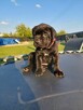 Suczka cane corso - 5