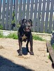 Suczka cane corso - 6