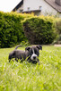 Wolne szczenięta rasy American Staffordshire Terrier w hodow - 4