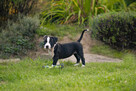 Wolne szczenięta rasy American Staffordshire Terrier w hodow - 3