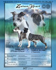 Wolne szczenięta rasy American Staffordshire Terrier w hodow - 7