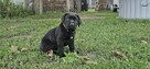 Suczka cane corso - 4
