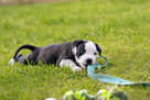 Wolne szczenięta rasy American Staffordshire Terrier w hodow - 2