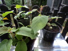 Kiwi - duże owoce, mocna sadzonka na balkon lub pergolę - 6