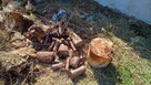 Oddam pieńki znalezione na nieruchomości - 2