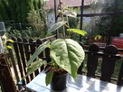 Kiwi - duże owoce, mocna sadzonka na balkon lub pergolę - 7
