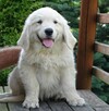 Golden retriever Paszport - 12