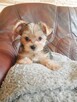 Sprzedam Yorkshire terrier - 6