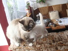 Ragdoll Rumia - 6