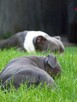 American Staffordshire Terrier Blue Amstaff - 1