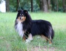 Owczarek szetlandzki sheltie suczka - 4