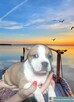 Amstaff śliczne szczeniaczki - 2