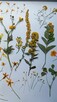Suszone kwiaty na płasko #scrapbooking - 3