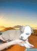 Amstaff śliczne szczeniaczki - 4