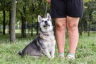 Peeta-niskopodłogowy poes w typie husky do adopcji - 6