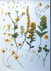 Suszone kwiaty na płasko #scrapbooking - 1