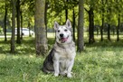 Peeta-niskopodłogowy poes w typie husky do adopcji - 3