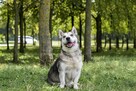 Peeta-niskopodłogowy poes w typie husky do adopcji - 4