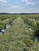 Gosp rolne 50 ha Pomysł na biznes. Zaproponuj Cenę. - 2