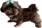 Maleńki czekoladowy chłopiec Shih Tzu - 1