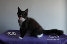 Maine Coon - śliczne kocięta, rodowód WCF - 3