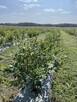 Gosp rolne 50 ha Pomysł na biznes. Zaproponuj Cenę. - 11