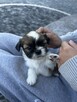 shih tzu do rezerwacji - 2