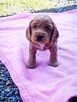 Cocker Spaniel - 6