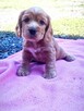Cocker Spaniel - 3