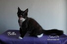 Maine Coon - kocięta, rodowód WCF - 3
