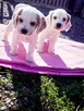 Cocker Spaniel - 7