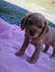 Cocker Spaniel - 4