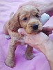 Cocker Spaniel - 5
