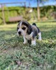 Beagle FCI rasowe - 4