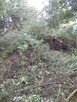 Usługi ogrodnicze zrebkowanie gałęzi przycinanie - 7