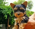 Mini Śliczny Yorkshire Terrier - 3